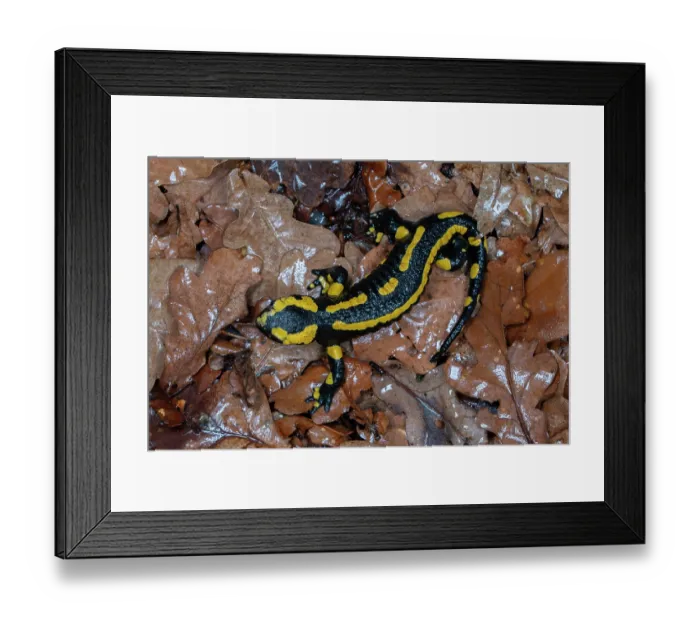 Framed Print : RF - Fire salamander (Salamandra salamandra) on dried leaves, Hallerbos, Belgium. November. (This image may be licensed either as rights managed or royalty free.) Framed Print : RF - Fire salamander (Salamandra salamandra) on dried leaves, Hallerbos, Belgium. November. (This image may be licensed either as rights managed or royalty free.)