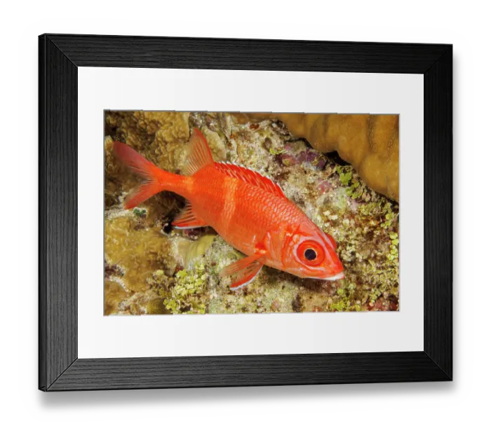 Framed Print : Bluestripe squirrelfish (Sargocentron tiere) portrait, Guam, Micronesia, Pacific Ocean