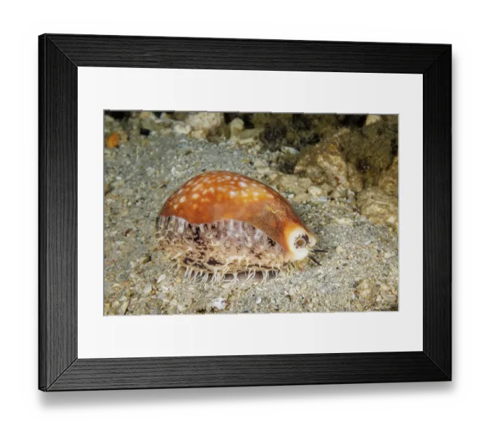 Framed Print : Calf cowry (Lyncina vitellus) on seabed, Guam, Micronesia, Pacific Ocean Framed Print : Calf cowry (Lyncina vitellus) on seabed, Guam, Micronesia, Pacific Ocean