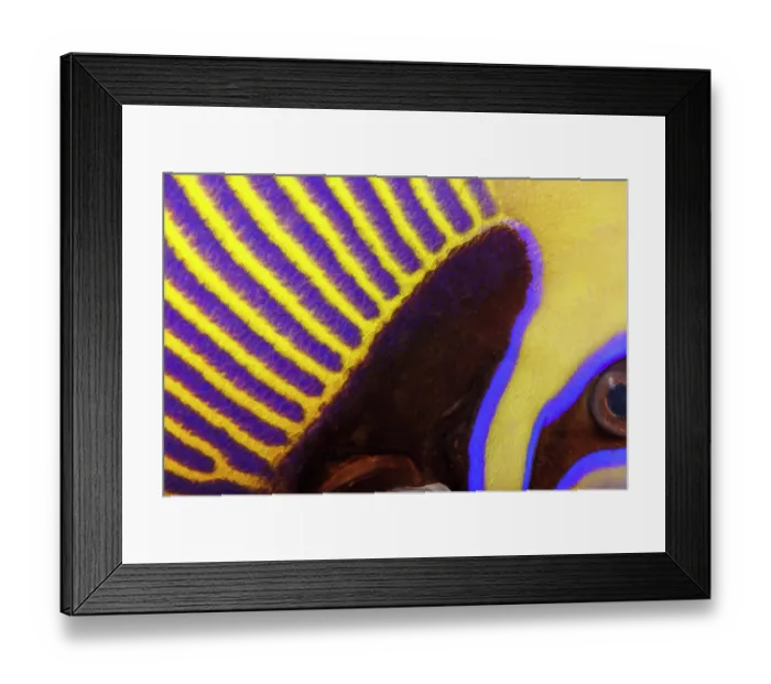 Framed Print : Emperor angelfish (Pomacanthus imperator) scales detail, Guam, Micronesia, Pacific Ocean Framed Print : Emperor angelfish (Pomacanthus imperator) scales detail, Guam, Micronesia, Pacific Ocean