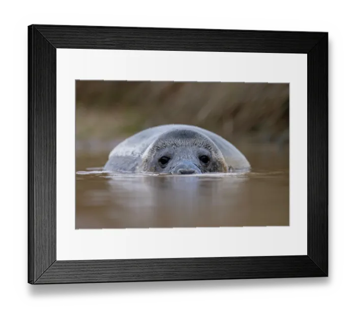 Framed Print : Grey seal (Halichoerus grypus) submerged in shallow water, Norfolk, England, UK. January Framed Print : Grey seal (Halichoerus grypus) submerged in shallow water, Norfolk, England, UK. January
