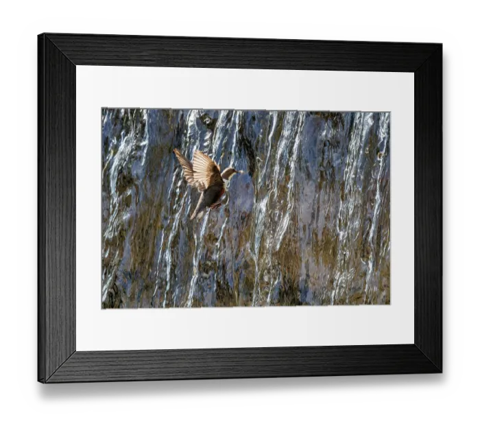 Framed Print : Dipper (Cinclus cinclus) flying into waterfall with insect prey in beak, Alps, Bavaria, Germany. May Framed Print : Dipper (Cinclus cinclus) flying into waterfall with insect prey in beak, Alps, Bavaria, Germany. May
