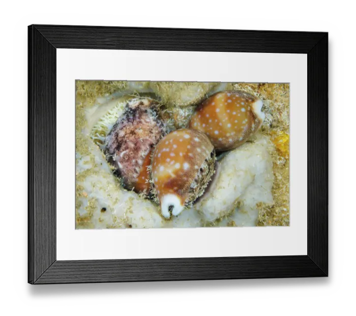 Framed Print : Calf cowries (Lyncina vitellus) laying an egg mass inside a sponge at night. Guam, Micronesia, Pacific Ocean Framed Print : Calf cowries (Lyncina vitellus) laying an egg mass inside a sponge at night. Guam, Micronesia, Pacific Ocean