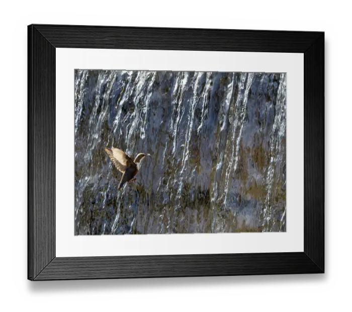 Framed Print : Dipper (Cinclus cinclus) flying into waterfall with insect prey in beak, Alps, Bavaria, Germany. May Framed Print : Dipper (Cinclus cinclus) flying into waterfall with insect prey in beak, Alps, Bavaria, Germany. May