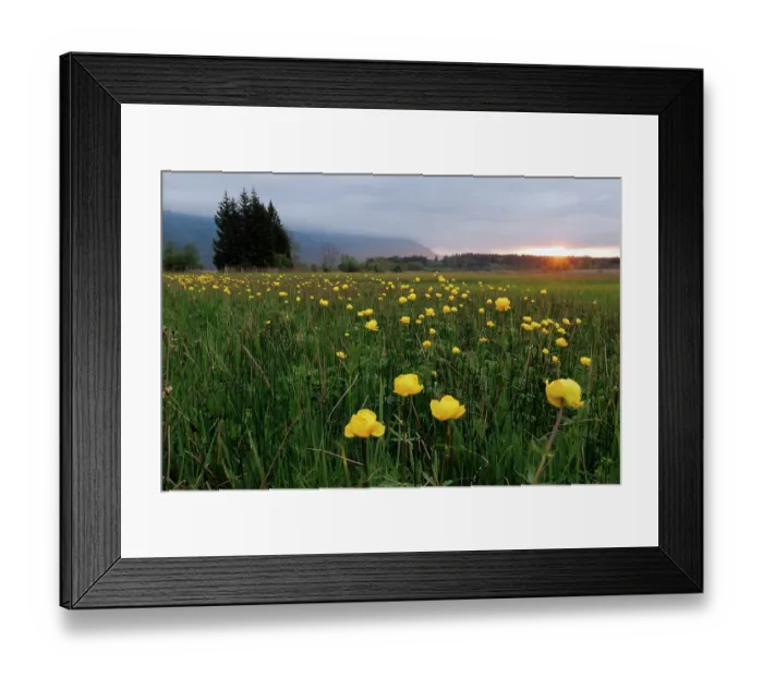 Framed Print : Globe flowers (Trollius europaeus) flowering in grassland at dusk, Upper Bavaria, Germany. May Framed Print : Globe flowers (Trollius europaeus) flowering in grassland at dusk, Upper Bavaria, Germany. May