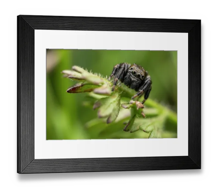 Framed Print : Jumping spider (Evarcha arcuata) male, portrait, Lucerne, Switzerland. June Framed Print : Jumping spider (Evarcha arcuata) male, portrait, Lucerne, Switzerland. June