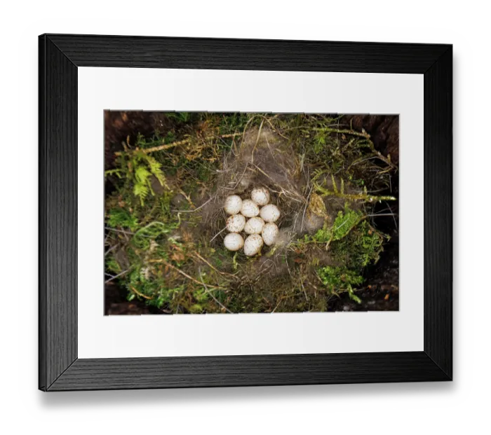 Framed Print : Great tit (Parus major) eggs in nest in a natural cave in spring, Bavaria, Germany. April