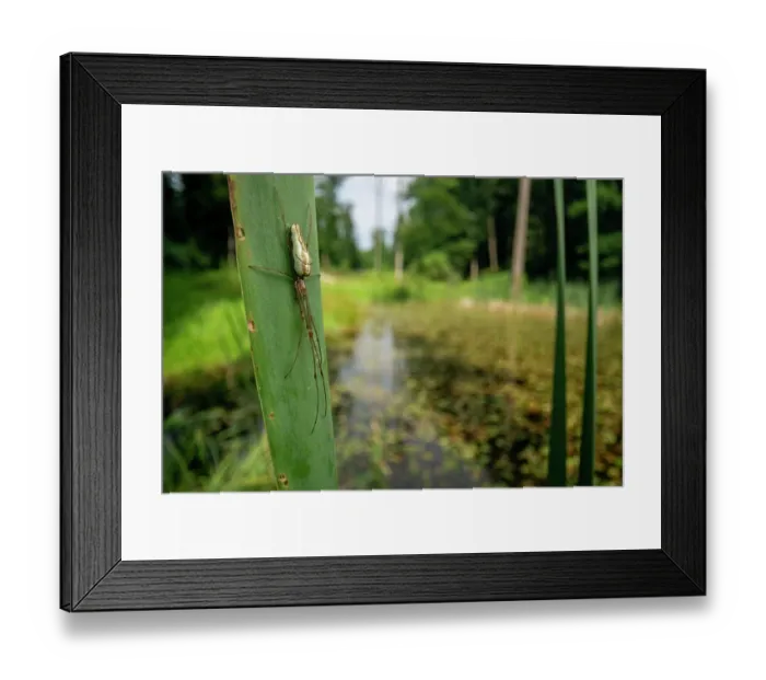 Framed Print : Long-jawed orb weaver (Tetragnatha extensa) female, resting on a leaf next to pond, Lucerne, Switzerland. July Framed Print : Long-jawed orb weaver (Tetragnatha extensa) female, resting on a leaf next to pond, Lucerne, Switzerland. July
