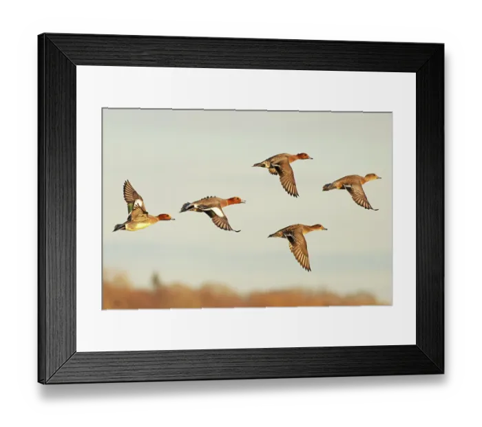 Framed Print : Flock of Wigeons (Anas penelope) in flight, Norfolk, England, UK. February Framed Print : Flock of Wigeons (Anas penelope) in flight, Norfolk, England, UK. February