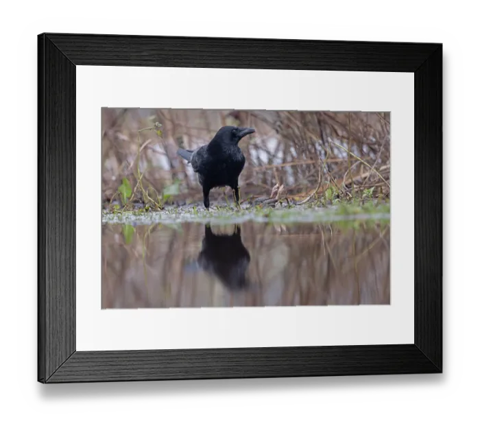 Framed Print : Carrion crow (Corvus corone) standing in a puddle, Whitlingham Country Park, Norfolk, England, UK. January Framed Print : Carrion crow (Corvus corone) standing in a puddle, Whitlingham Country Park, Norfolk, England, UK. January