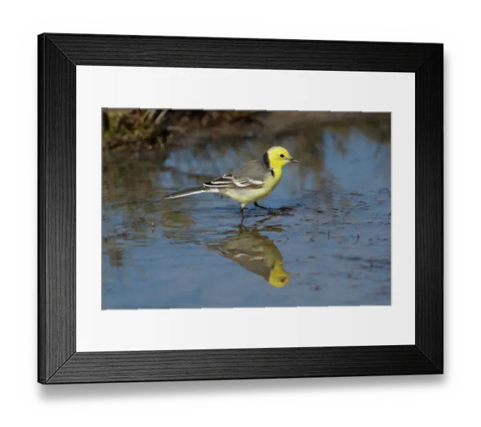 Framed Print : Citrine wagtail (Motacilla citreola) standing in shallow water, Lesbos, Greece. April Framed Print : Citrine wagtail (Motacilla citreola) standing in shallow water, Lesbos, Greece. April