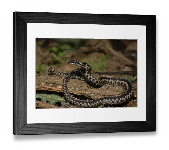 Framed Print : Two Adder (Vipera berus) males fighting, Suffolk, England, UK. April Framed Print : Two Adder (Vipera berus) males fighting, Suffolk, England, UK. April