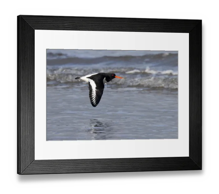 Framed Print : Oystercatcher (Haematopus ostralegus) flying low over water, Norfolk, England, UK. January Framed Print : Oystercatcher (Haematopus ostralegus) flying low over water, Norfolk, England, UK. January