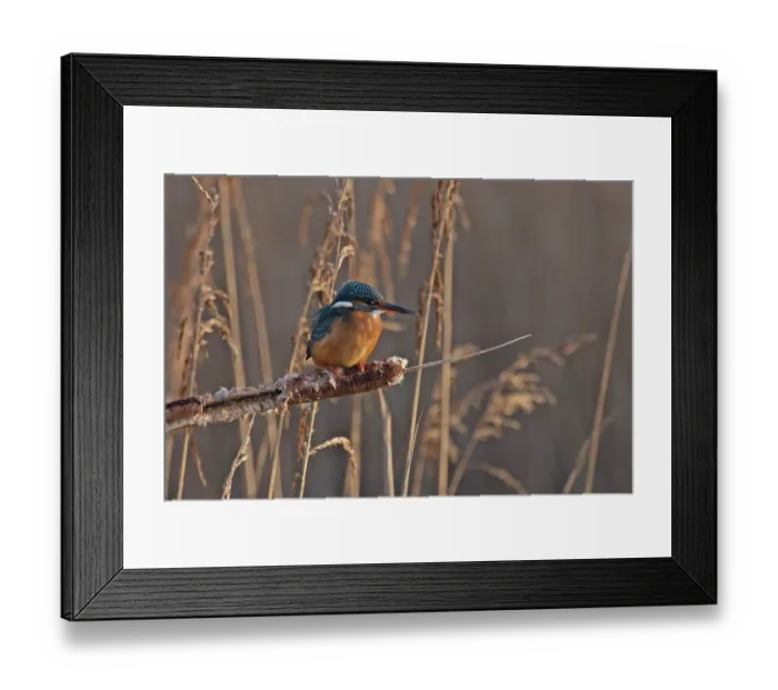 Framed Print : Common kingfisher (Alcedo atthis) perched among reeds, Cley Marshes, Norfolk, England, UK. January Framed Print : Common kingfisher (Alcedo atthis) perched among reeds, Cley Marshes, Norfolk, England, UK. January