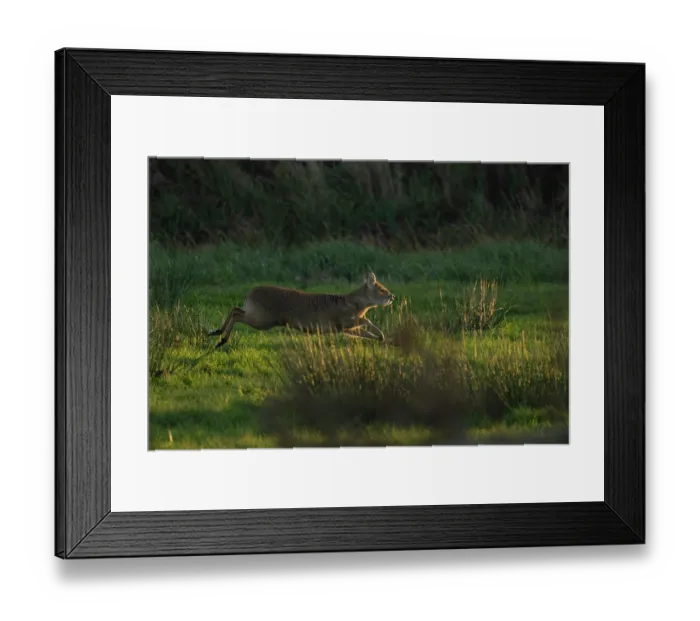 Framed Print : Chinese water deer (Hydropotes inermis) running through meadow, Norfolk, England, UK. November