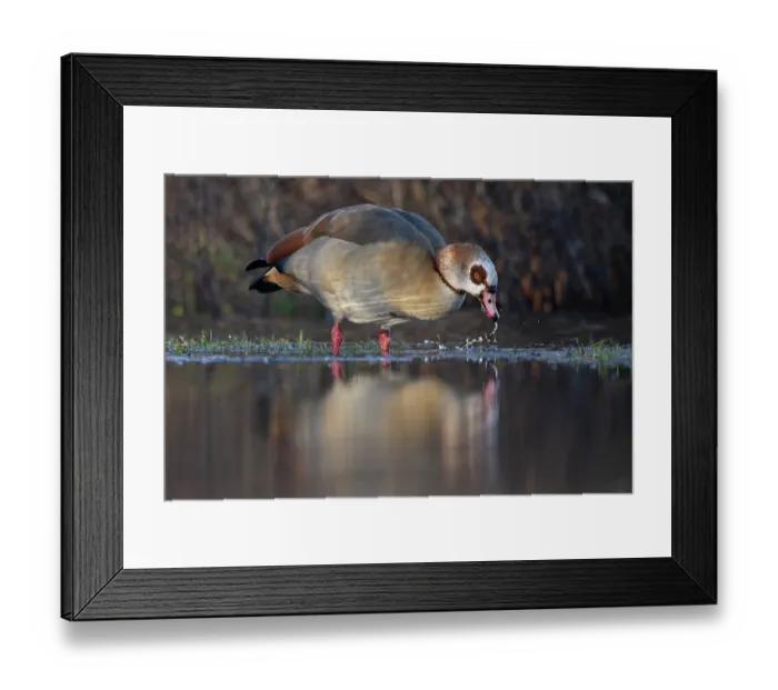 Framed Print : Egyptian goose (Alopochen aegyptiacus) feeding in shallow water, Norfolk, England, UK. January Framed Print : Egyptian goose (Alopochen aegyptiacus) feeding in shallow water, Norfolk, England, UK. January