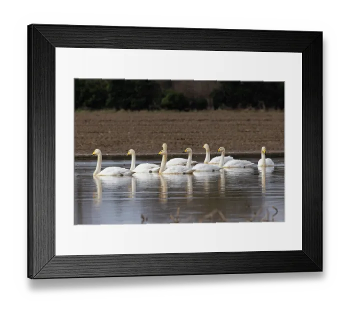 Framed Print : Group of Whooper swans (Cygnus cygnus) and Bewick's swans (Cygnus columbianus) on water, Norfolk, England, UK. February Framed Print : Group of Whooper swans (Cygnus cygnus) and Bewick's swans (Cygnus columbianus) on water, Norfolk, England, UK. February