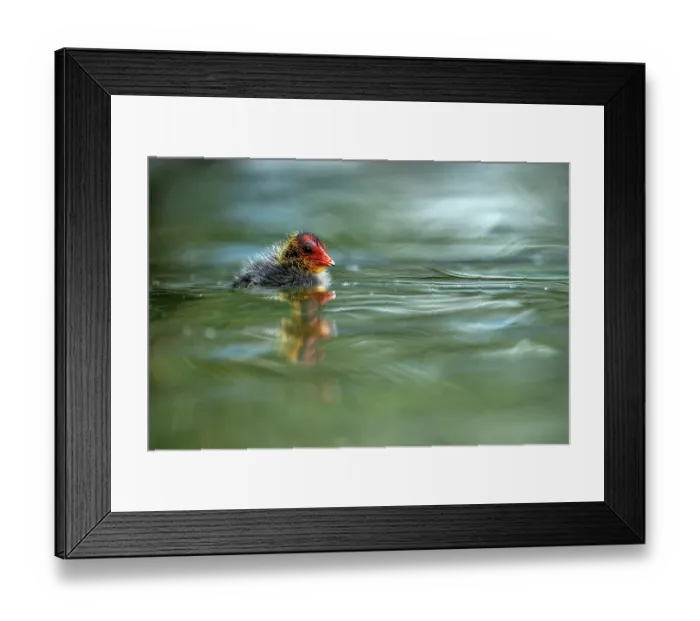 Framed Print : Eurasian coot (Fulica atra) chick on water, Lucerne, Switzerland. July Framed Print : Eurasian coot (Fulica atra) chick on water, Lucerne, Switzerland. July