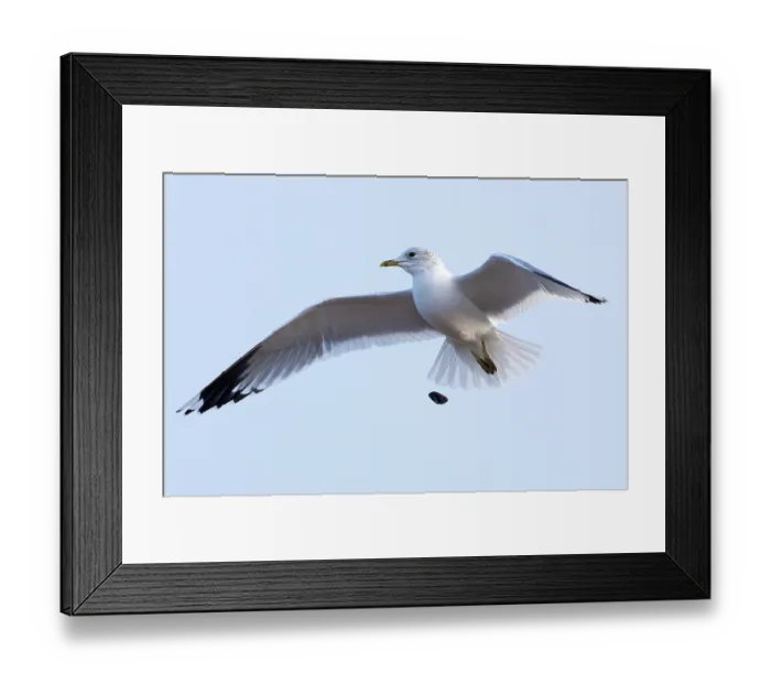 Framed Print : Common Gull (Larus canus) Norfolk January 2024 dropping Shellfish to crack shell open Framed Print : Common Gull (Larus canus) Norfolk January 2024 dropping Shellfish to crack shell open