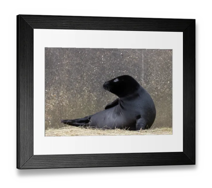 Framed Print : Grey seal (Halichoerus grypus) pup, melanistic black form, portrait, Norfolk, England, UK. January Framed Print : Grey seal (Halichoerus grypus) pup, melanistic black form, portrait, Norfolk, England, UK. January