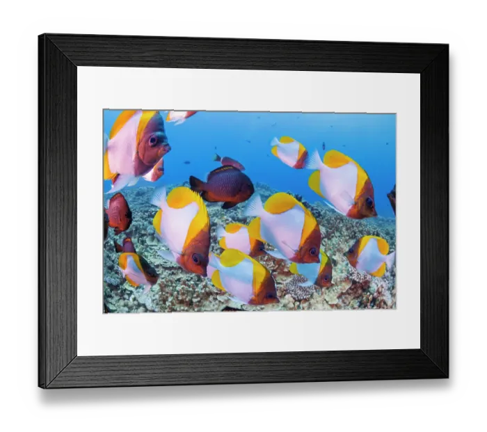 Framed Print : Pyramid butterflyfish (Hemitaurichthys polylepis) shoal swimming over the reef, Saipan, Mariana Islands, Pacific Ocean Framed Print : Pyramid butterflyfish (Hemitaurichthys polylepis) shoal swimming over the reef, Saipan, Mariana Islands, Pacific Ocean