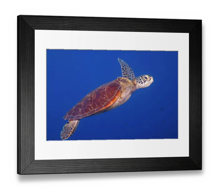 Framed Print : Green sea turtle (Chelonia mydas) portrait, Guam, Micronesia, Pacific Ocean. Endangered Framed Print : Green sea turtle (Chelonia mydas) portrait, Guam, Micronesia, Pacific Ocean. Endangered
