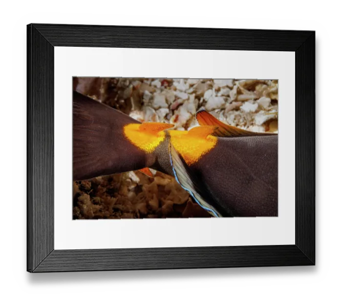 Framed Print : Detail of the razor sharp hooked spines near the tail of a Orangespine unicornfish (Naso lituratus), Guam, Micronesia, Pacific Ocean Framed Print : Detail of the razor sharp hooked spines near the tail of a Orangespine unicornfish (Naso lituratus), Guam, Micronesia, Pacific Ocean