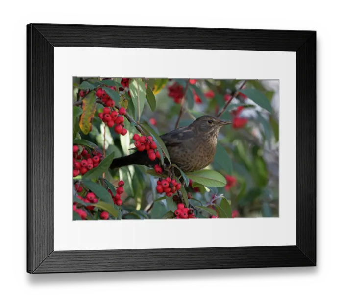 Framed Print : Blackbird (Turdus mercula) female, perched in bush with red berries, Norfolk, England, UK. March Framed Print : Blackbird (Turdus mercula) female, perched in bush with red berries, Norfolk, England, UK. March