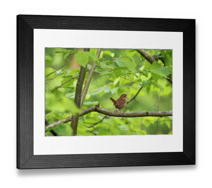Framed Print : Wren (Troglodytes troglodytes) perched on branch on forest singing, Bavaria, Germany. May Framed Print : Wren (Troglodytes troglodytes) perched on branch on forest singing, Bavaria, Germany. May