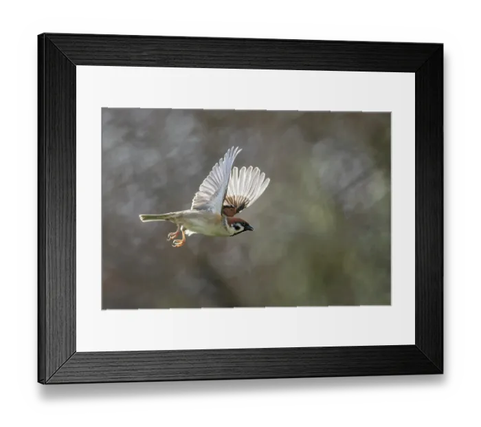 Framed Print : Tree sparrow (Passer montanus), in flight, Bavaria, Germany. February