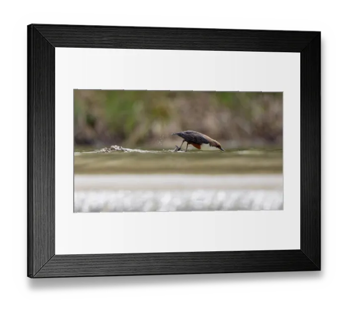 Framed Print : Dipper (Cinclus cinclus) feeding in stream, Alps, Bavaria, Germany. April