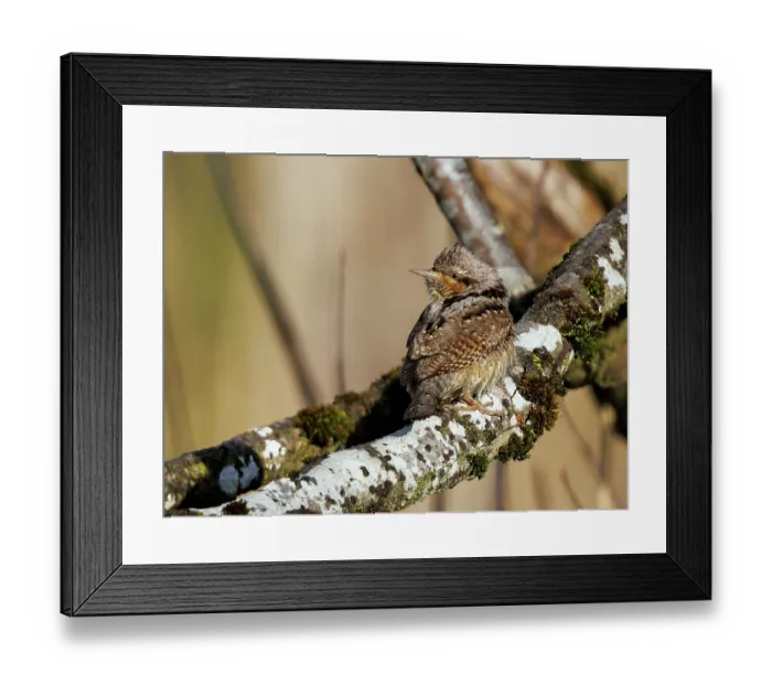 Framed Print : Wryneck (Jynx torquilla) perched on branch, Bavaria, Germany. April Framed Print : Wryneck (Jynx torquilla) perched on branch, Bavaria, Germany. April