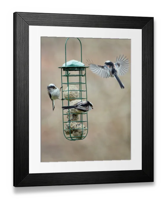 Framed Print : Group of Long-tailed tits (Aegithalos caudatus) feeding at bird feeder in winter, Germany. February Framed Print : Group of Long-tailed tits (Aegithalos caudatus) feeding at bird feeder in winter, Germany. February