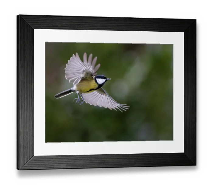 Framed Print : Great tit (Parus major) male in flight, Bavaria, Germany. February Framed Print : Great tit (Parus major) male in flight, Bavaria, Germany. February