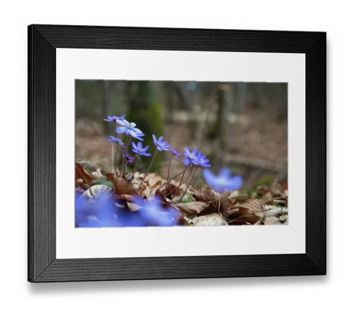 Framed Print : Liverwort (Hepatica nobilis) in flower in woodland, Germany. March Framed Print : Liverwort (Hepatica nobilis) in flower in woodland, Germany. March