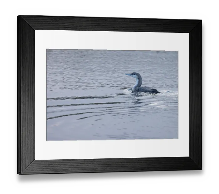 Framed Print : Black-throated diver (Gavia arctica) on water, Norfolk, England, UK. January Framed Print : Black-throated diver (Gavia arctica) on water, Norfolk, England, UK. January