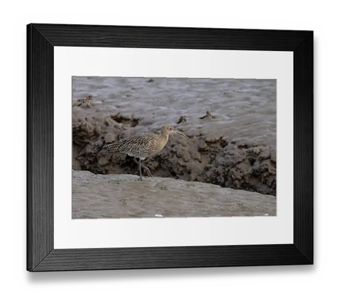 Framed Print : Curlew (Numenius arquata) walking over mud, Norfolk, England, UK. January Framed Print : Curlew (Numenius arquata) walking over mud, Norfolk, England, UK. January