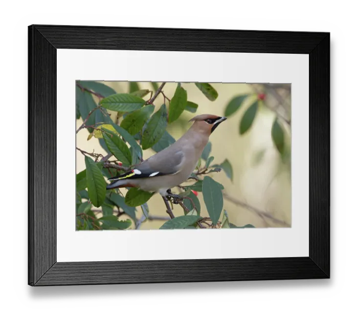 Framed Print : Waxwing (Bombycilla garrulus) perched in tree, Norfolk, England, UK. March Framed Print : Waxwing (Bombycilla garrulus) perched in tree, Norfolk, England, UK. March