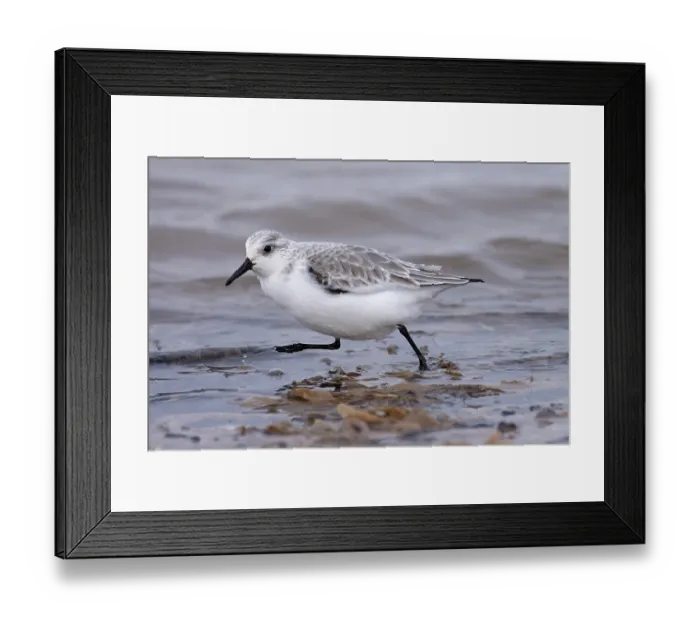 Framed Print : Sanderling (Calidris alba) walking along water's edge, Norfolk, England, UK. January Framed Print : Sanderling (Calidris alba) walking along water's edge, Norfolk, England, UK. January