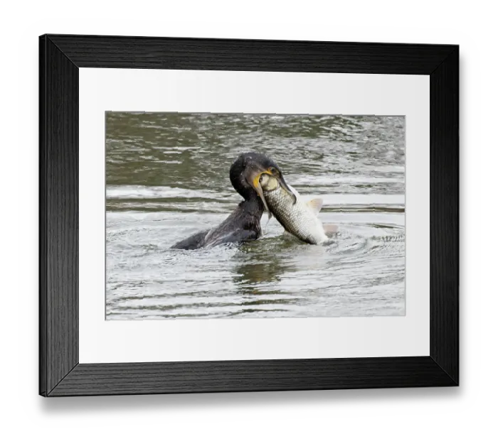 Framed Print : Cormorant (Phalacrocorax carbo) swallowing fish prey, Norfolk, England, UK. February Framed Print : Cormorant (Phalacrocorax carbo) swallowing fish prey, Norfolk, England, UK. February