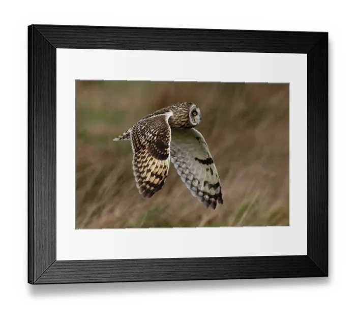Framed Print : Short-eared owl (Asio flammeus) in flight. St Benet's Abbey, Norfolk, England, UK. February Framed Print : Short-eared owl (Asio flammeus) in flight. St Benet's Abbey, Norfolk, England, UK. February