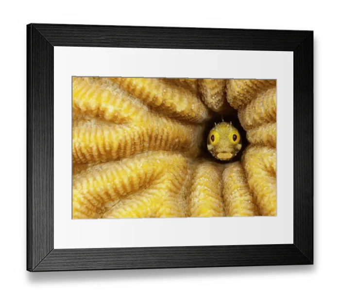 Framed Print : Spinyhead blenny (Acanthemblemaria spinosa) peering out from hole in hard coral, Bonaire, Netherlands Antilles, Caribbean Sea Framed Print : Spinyhead blenny (Acanthemblemaria spinosa) peering out from hole in hard coral, Bonaire, Netherlands Antilles, Caribbean Sea