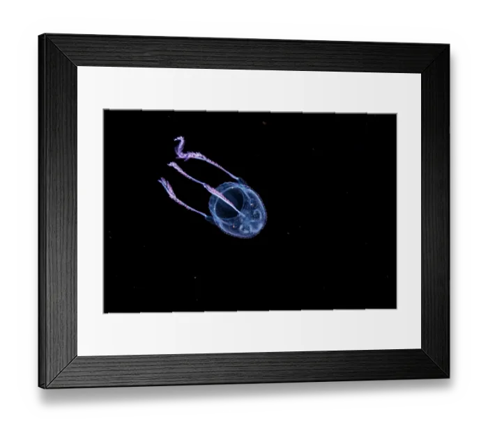 Framed Print : Box jellyfish (Manokia stiasnyi) portrait, at night in open ocean with the bottom 3000 feet below, off the island of Guam, Micronesia, Pacific Ocean Framed Print : Box jellyfish (Manokia stiasnyi) portrait, at night in open ocean with the bottom 3000 feet below, off the island of Guam, Micronesia, Pacific Ocean
