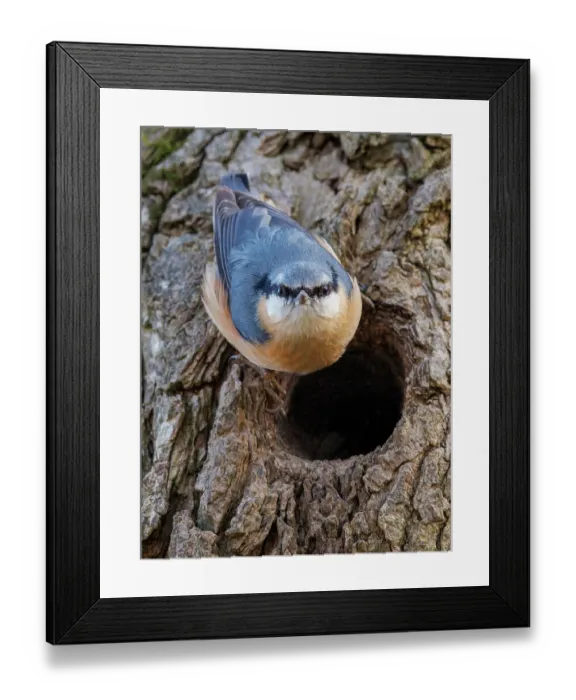 Framed Print : Nuthatch (Sitta europaea) perched at entrance to nesting hole, Upper Bavaria, Germany. March Framed Print : Nuthatch (Sitta europaea) perched at entrance to nesting hole, Upper Bavaria, Germany. March