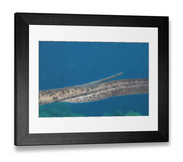 Framed Print : Tail and barbed stinger of a Marbled stingray (Taeniurops meyeni) close up, Guam, Micronesia, Pacific Ocean