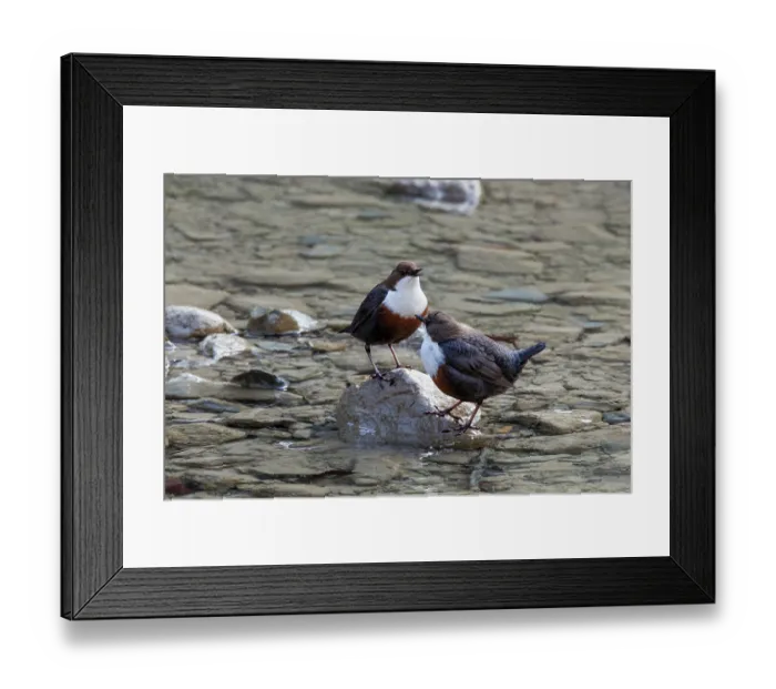 Framed Print : Dippers (Cinclus cinclus) pair, standing in stream, Upper Bavaria, Germany. April Framed Print : Dippers (Cinclus cinclus) pair, standing in stream, Upper Bavaria, Germany. April