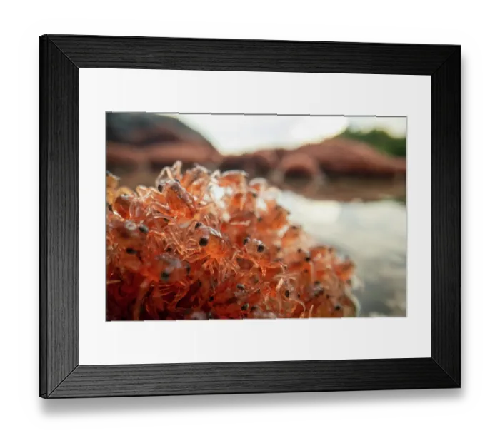 Framed Print : Christmas Island red crab (Gecarcoidea natalis) hatchlings piling up on the shores of Christmas Island, Indian Ocean Framed Print : Christmas Island red crab (Gecarcoidea natalis) hatchlings piling up on the shores of Christmas Island, Indian Ocean