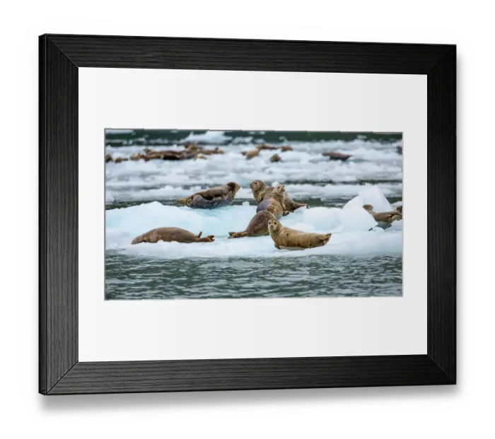 Framed Print : Harbor seals (Phoca vitulina) resting on glacial ice, Nassau Fjord, Prince William Sound, Alaska, USA. July Framed Print : Harbor seals (Phoca vitulina) resting on glacial ice, Nassau Fjord, Prince William Sound, Alaska, USA. July