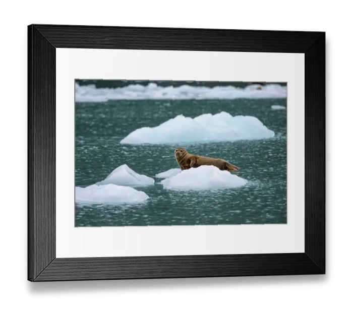 Framed Print : Harbor seal (Phoca vitulina) resting on glacial ice, Nassau Fjord, Prince William Sound, Alaska, USA. July Framed Print : Harbor seal (Phoca vitulina) resting on glacial ice, Nassau Fjord, Prince William Sound, Alaska, USA. July