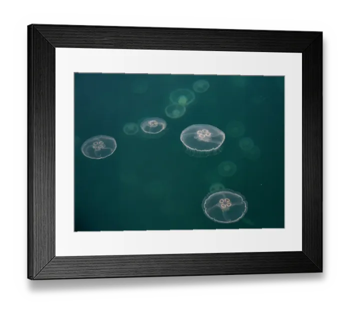 Framed Print : Common jellyfish (Aurelia aurita) aggregation, Goose Bay, Prince William Sound, Alaska, USA, Gulf of Alaska
